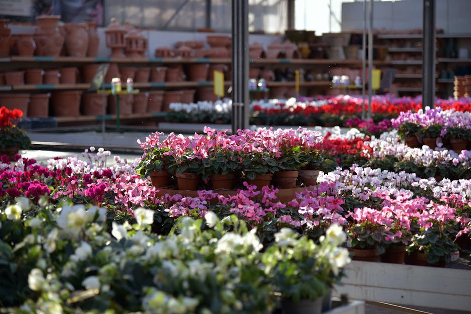 A vibrant display of potted flowering plants inside a greenhouse with natural sunlight streaming in. The foreground features white and pale yellow flowers, while behind them, there are numerous pink, 