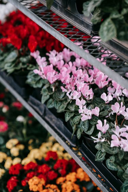 A close-up view of potted flowering plants on display at floristplaistow.co.uk, featuring pink cyclamen with delicate, slightly curled petals and dark green, variegated leaves, arranged on tiered meta