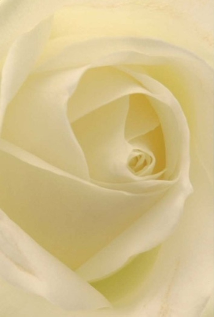 Viewed intimately, this classic white rose unveils a tapestry of understated elegance and tranquility-a familiar sight to those strolling Plaistow's tree-lined streets. Layers of petals blend seamlessly from soft cream at the edges to a more luminous ivory at the core, each fold capturing and diffusing light as if the flower holds a gentle glow within. The composition highlights both resilience and grace: outer petals nearly translucent, delicately overlapping, hint at the flower's fragility but also at the precise artistry required to arrange blooms of this quality. The rose's spiraled centre creates a visual anchor, symbolising purity and steadfastness-qualities local families might seek for heartfelt gestures such as apologies, anniversaries, or refined wedding centrepieces. Subtle variations in shading and shadow enhance the bloom's three-dimensional beauty, conjuring associations with serene moments spent in Plaistow Park or peaceful gatherings at St. Andrew's. A whisper of classic fragrance lingers in the imagination: clean, fresh, and dignified-the sort of aroma that speaks to white roses freshly arranged for same-day delivery across Plaistow or tucked into a vase by the kitchen window. Expertly crafted, this floral selection from a trusted Plaistow flower shop holds a special place in the community, offering a sanctuary of elegance, resilience, and heartfelt meaning whether conveying sympathy or celebrating new beginnings.
