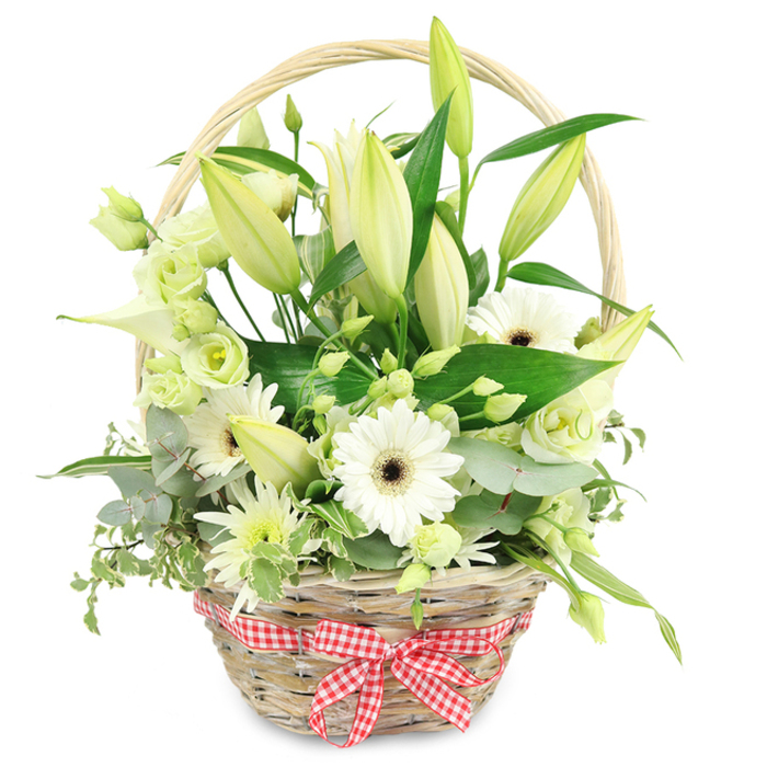 In this image, a carefully arranged floral gift basket sits alone against a crisp white background, glowing with the understated elegance often requested by Plaistow customers for anniversaries and heartfelt occasions. The basket itself is woven from pale, natural wicker, its texture smooth in some places and slightly uneven in others, speaking to its handmade charm. A softly curved handle arches over the display, framing the flowers like a window, and at the front a red and white checked gingham ribbon is tied into a tidy bow, bringing a touch of cottage-style warmth that feels right at home in an East London kitchen. Inside the basket, the flowers are artfully layered in a palette of whites and greens. Numerous lily buds dominate the height of the arrangement, their long stems and tightly furled buds flushed with hints of pale yellow-green, suggesting they will open slowly over the coming days. Around these, several fully open white Gerbera daisies shine, their crisp petals finely spaced around deep brown centres that draw the eye. Soft lisianthus blooms in white and pale green are scattered through the composition, their ruffled, rose-like shapes adding a romantic, almost vintage softness. A refined white calla lily, with its sculpted trumpet form, and petite spiky white and green chrysanthemum-style flowers add further variety and texture. Lush greenery supports and surrounds the blooms: rounded blue-green eucalyptus leaves, variegated green and cream trails, and broader dark green foliage all work together to deepen the colour and provide a natural frame. The result is a serene, pure, and thoughtfully composed basket, the kind of arrangement that might be delivered by a local Plaistow florist to a family home near West Ham Park or to a quiet office as a gesture of appreciation, sympathy, or celebration.